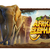 African Elephant™